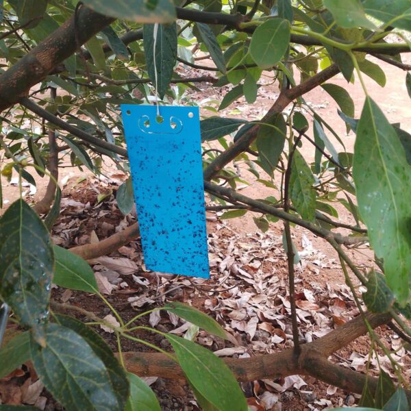 Blue Card Trap (20 PCS)