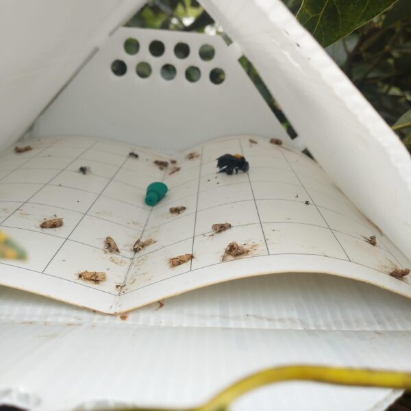 False Codling Moth (FCM) Trap