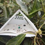 False Codling Moth (FCM) Trap