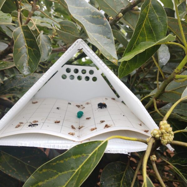 False Codling Moth (FCM) Trap