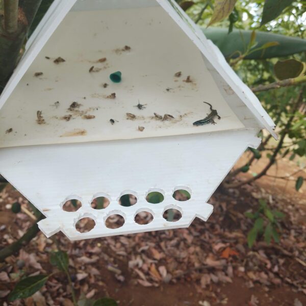False Codling Moth (FCM) Trap
