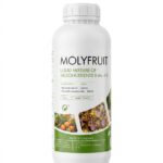 Molyfruit