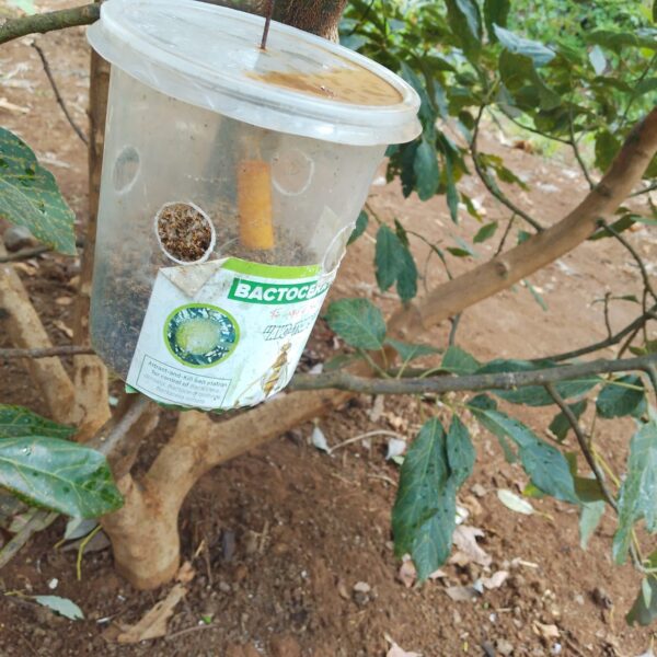 Fruit Fly Traps!